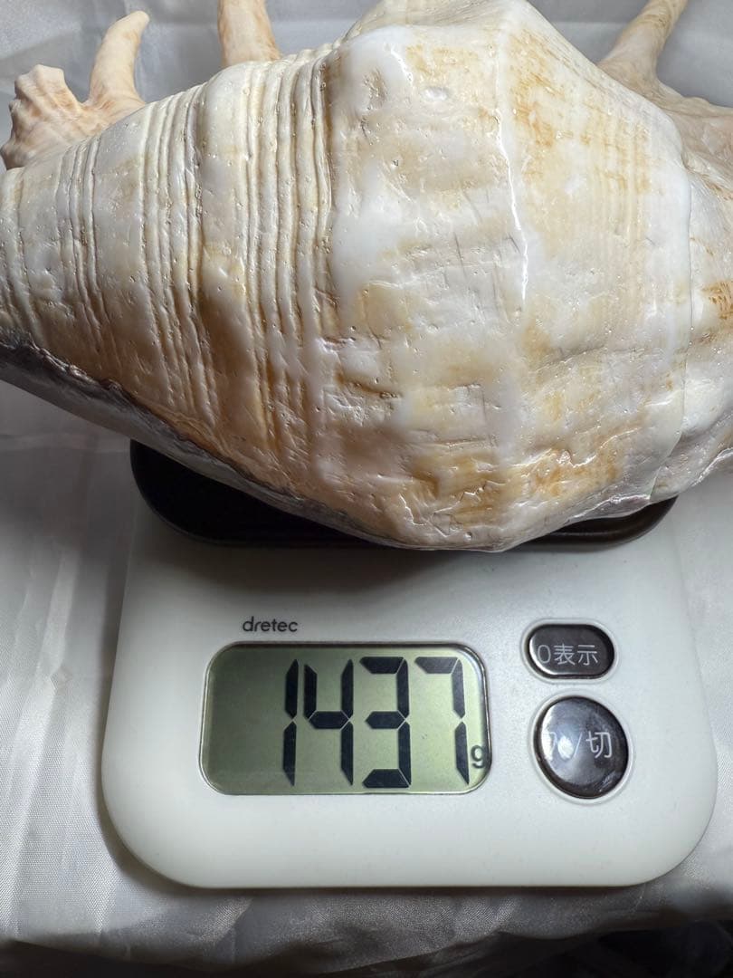 貝殻(沖縄の青い海の宝) ラクダガイ蓋付