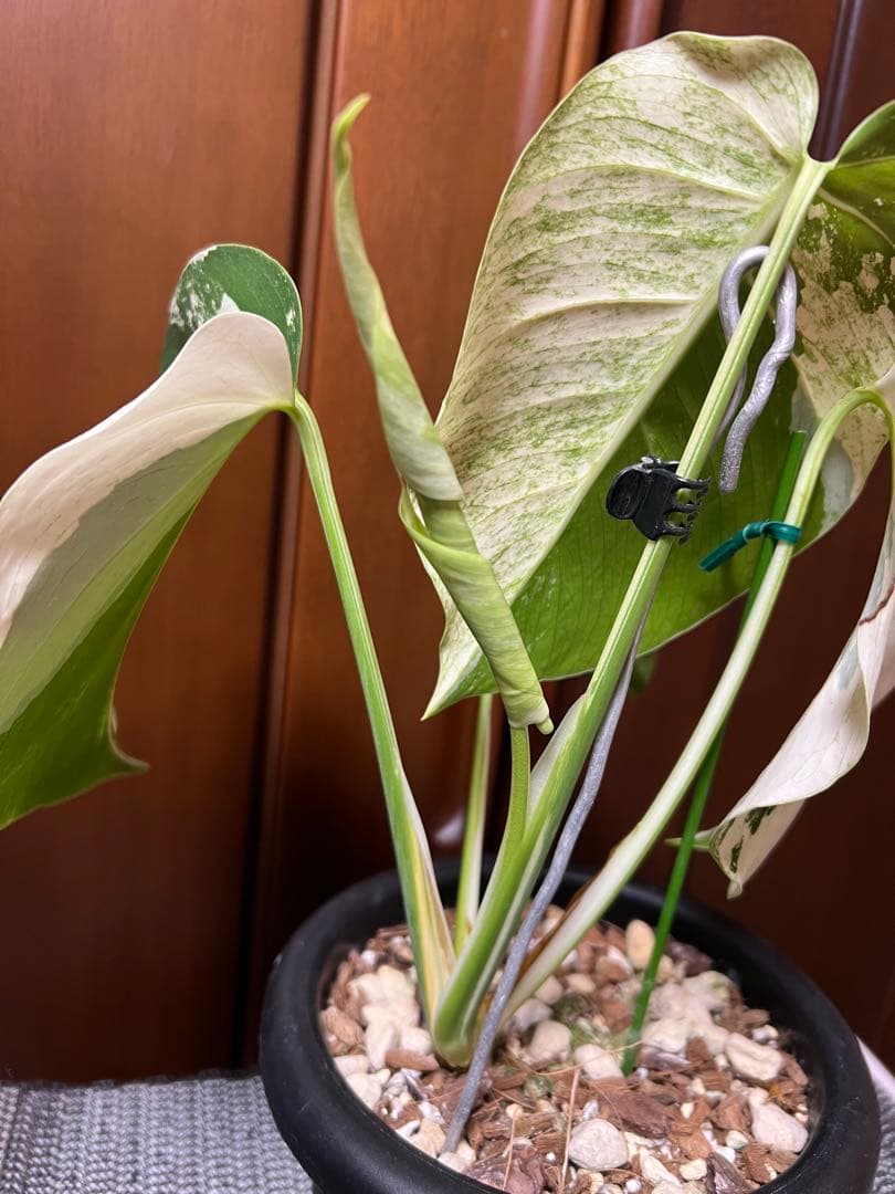 斑入りモンステラデリショーサミント