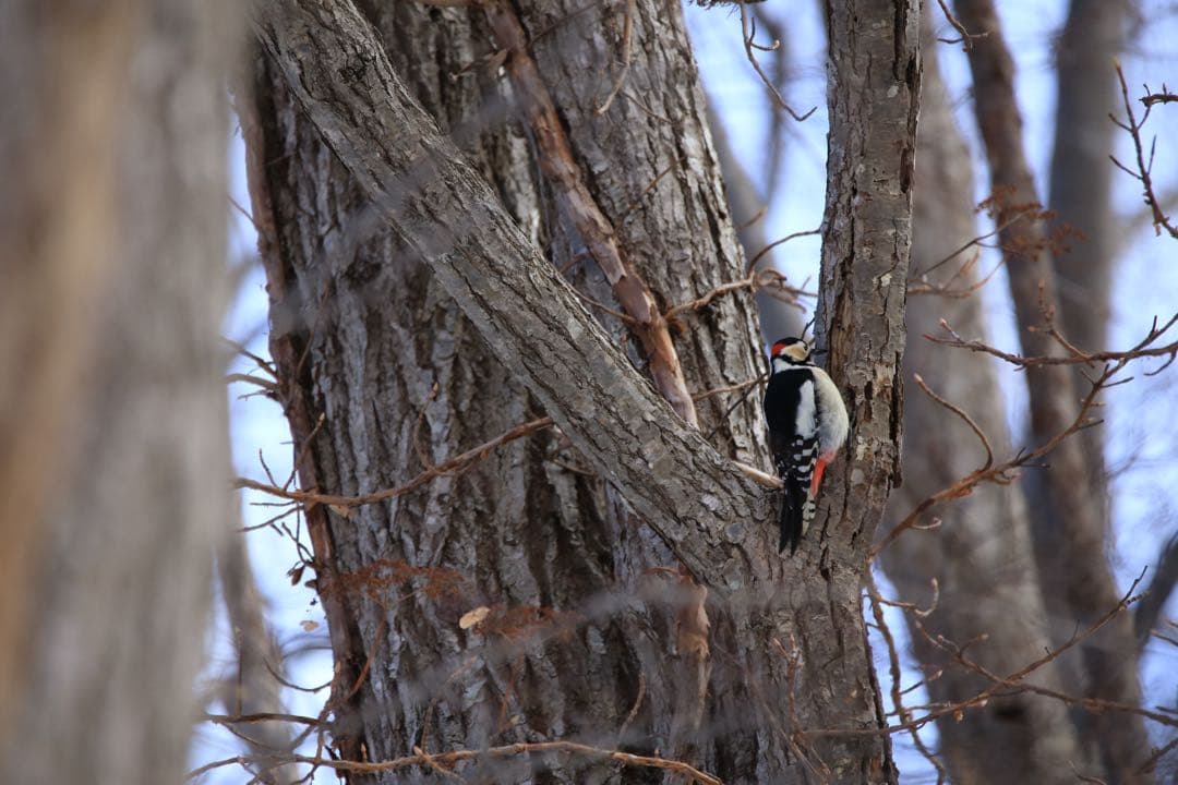 ⭐︎年末限定特価⭐︎EF マウントSIGMA 150-600 1:5-6.3 DG