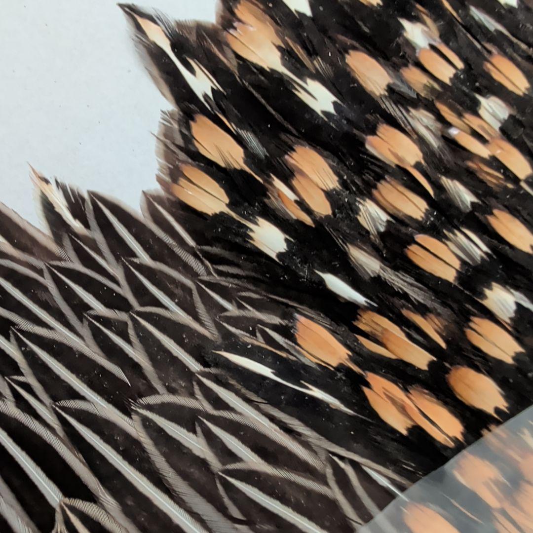 フライフィッシング用羽根素材 黒とオレンジの斑点が特徴の羽根素材