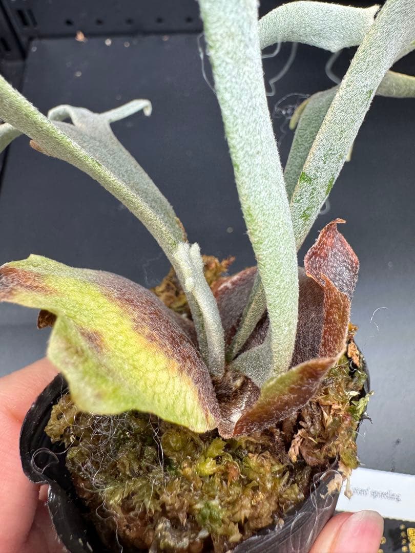 【平凡之鹿】YMDS Totoro HHRナーセリータグ付け #073