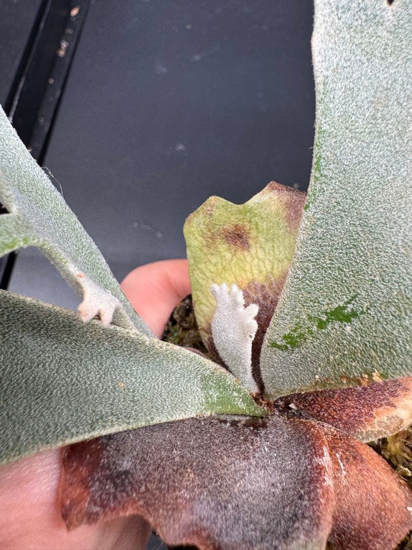 【平凡之鹿】YMDS Totoro HHRナーセリータグ付け #073