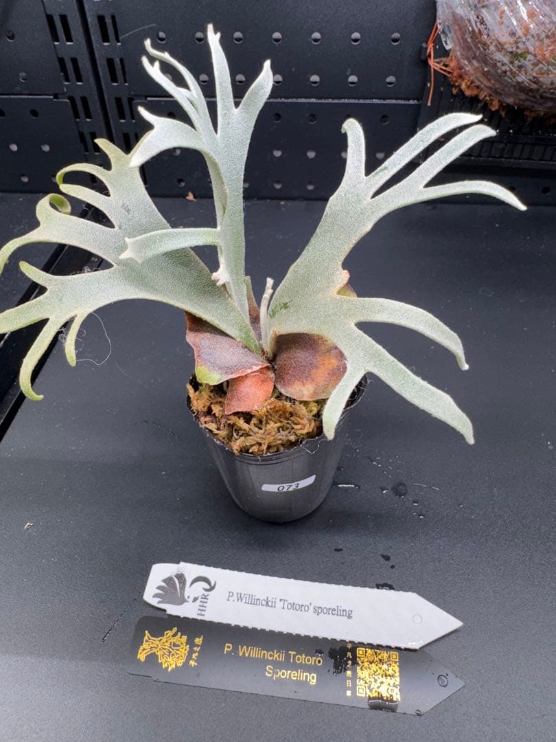 【平凡之鹿】YMDS Totoro HHRナーセリータグ付け #073