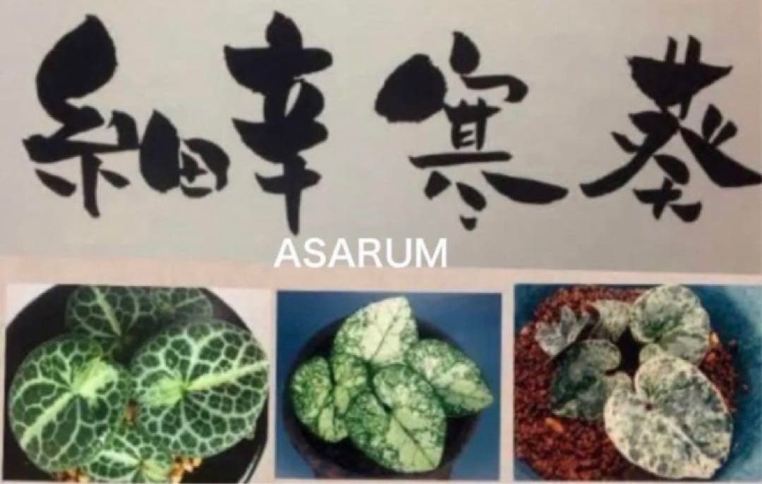 図鑑　細辛寒葵　銘鑑　細辛　寒葵　カンアオイ　山野草　参考書　古典園芸　斑入植物