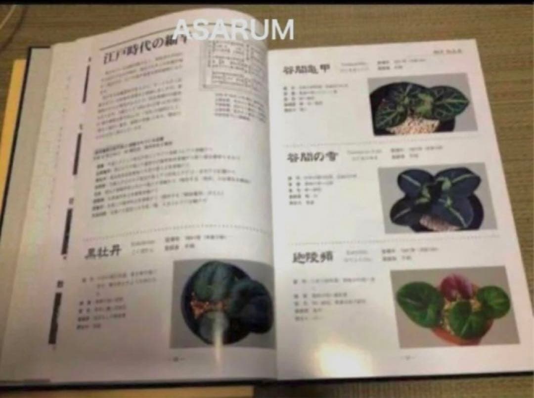 図鑑　細辛寒葵　銘鑑　細辛　寒葵　カンアオイ　山野草　参考書　古典園芸　斑入植物