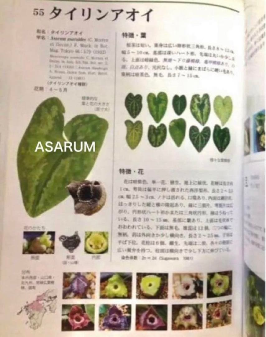 図鑑　細辛寒葵　銘鑑　細辛　寒葵　カンアオイ　山野草　参考書　古典園芸　斑入植物