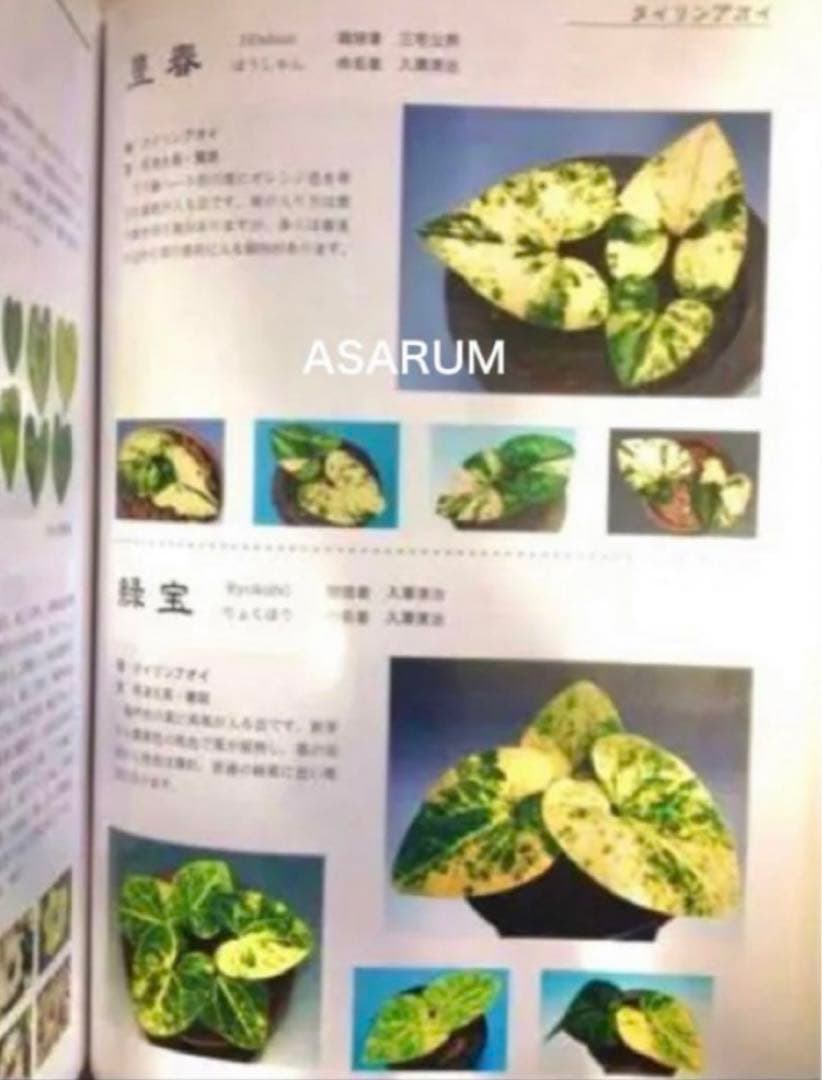 図鑑　細辛寒葵　銘鑑　細辛　寒葵　カンアオイ　山野草　参考書　古典園芸　斑入植物