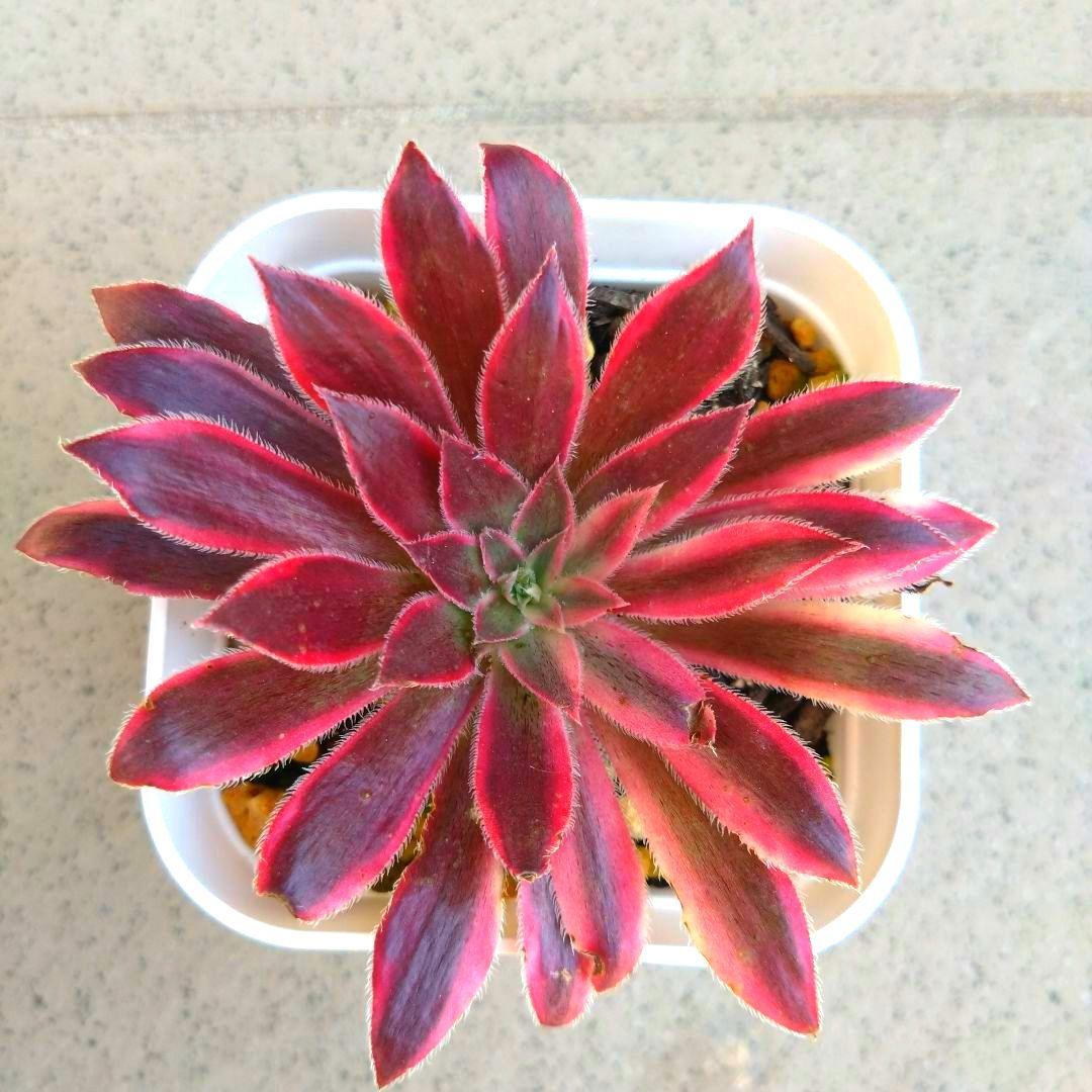 多肉植物アエオニウム フェニックスフレイム錦 カット苗 - メルカリ