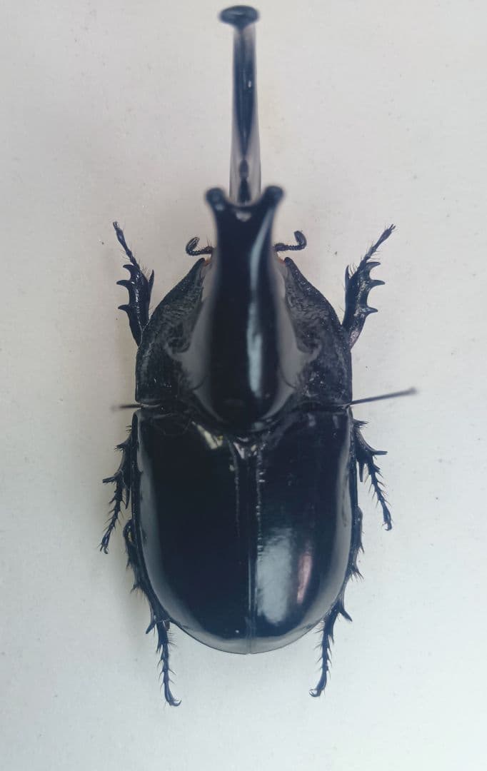 ドルーリーオオアゲハ♂ 標本 ☆ザイール産 ☆179mm迫力美麗標本