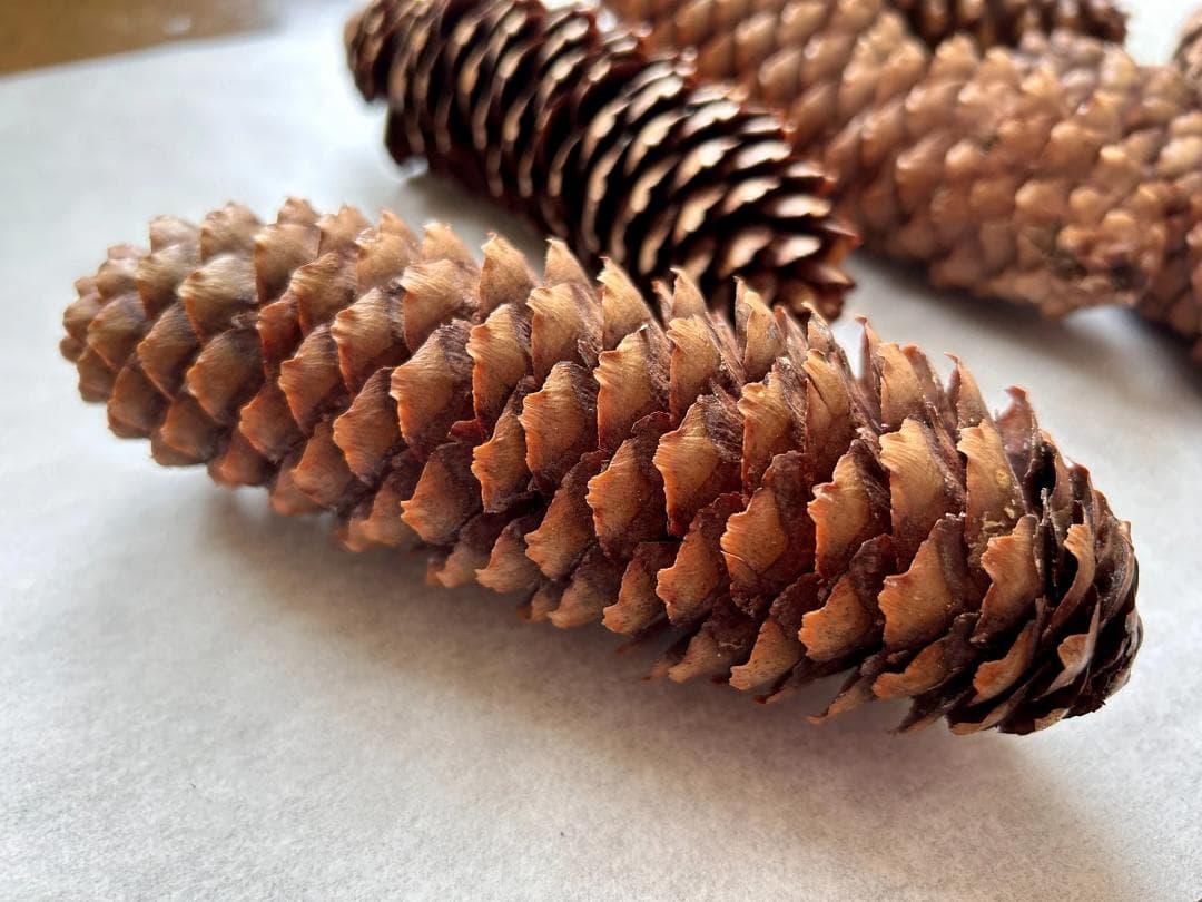 ド～ンと200本セット国産天然素材 ドイツトウヒの松ぼっくり/松かさ