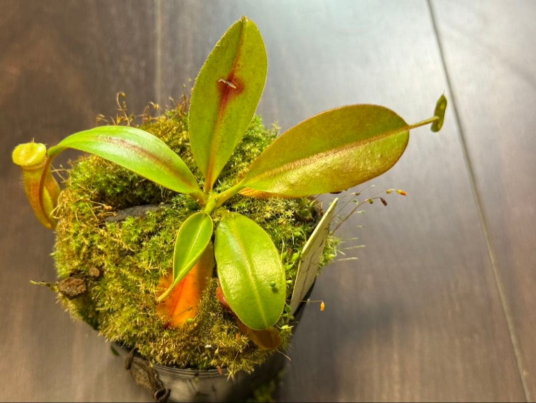 食虫植物N. rajah x macrophylla #NNN - メルカリ