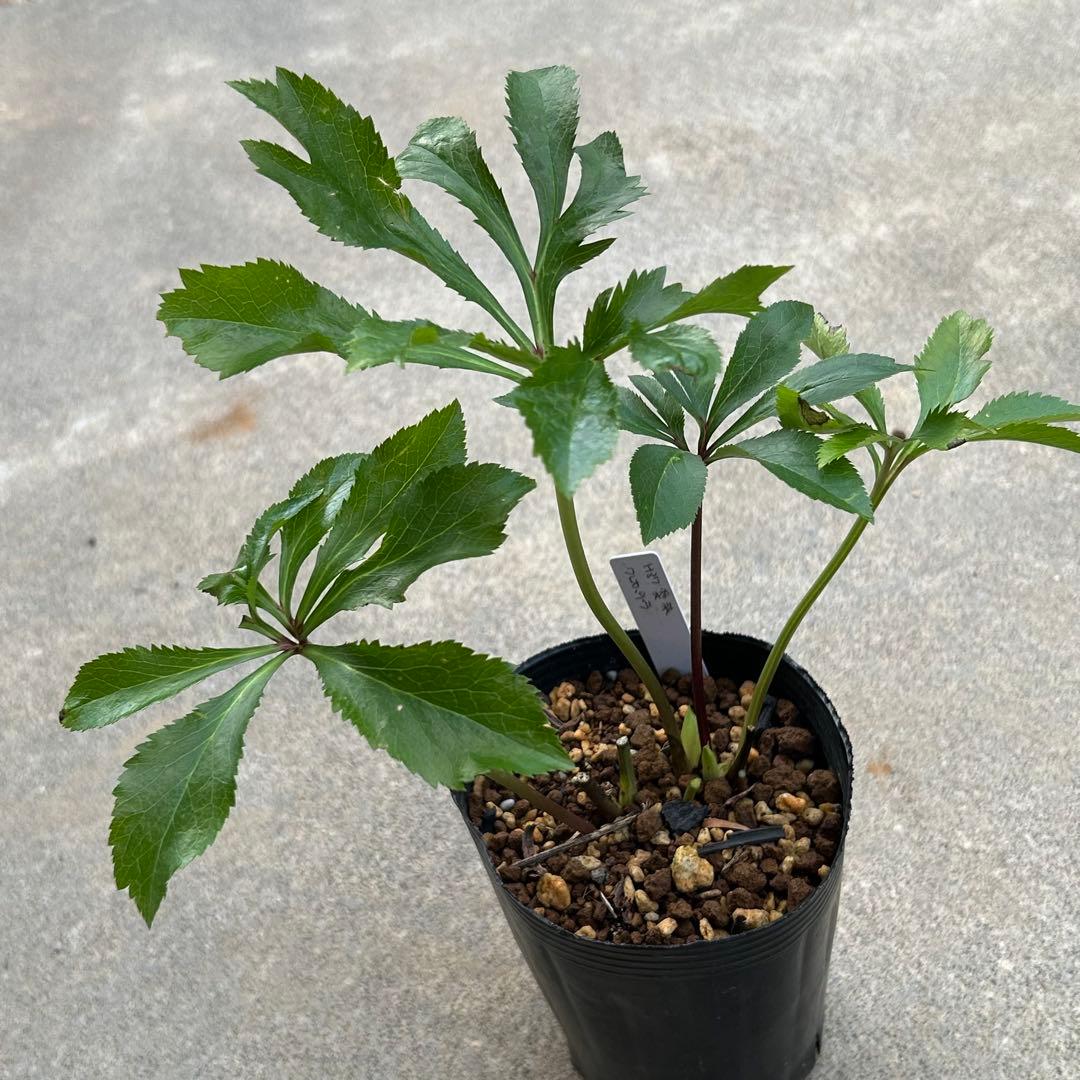 クリスマスローズ 開花実績株 ピンククレオパトラhyb