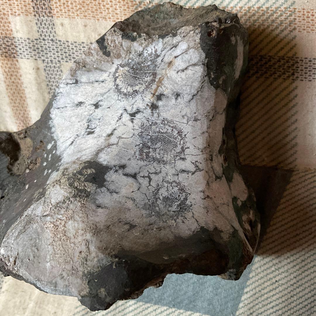 菊花石　根尾川産地物　台座無し　0.8kg 【産地物　極上美品　インテリアに】。