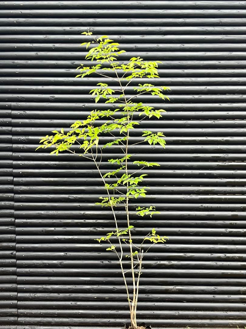 山採り天然 アオダモ 四本立ち22