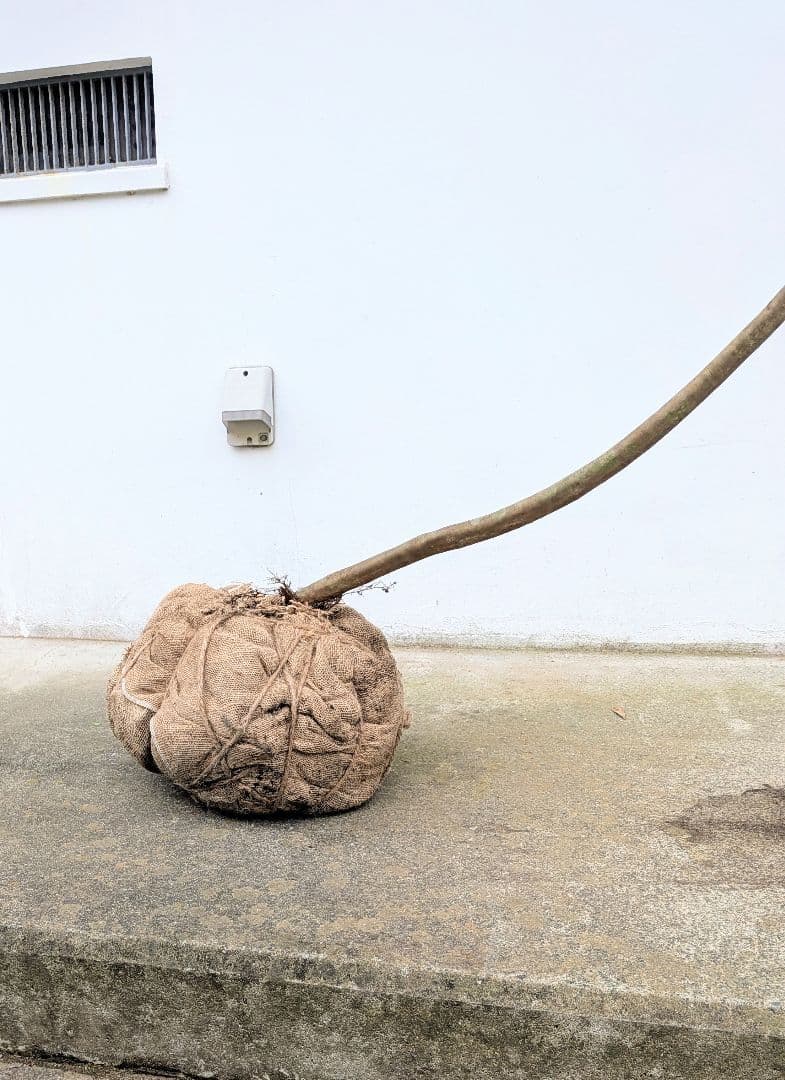 至極。山採りドウダンツツジ。