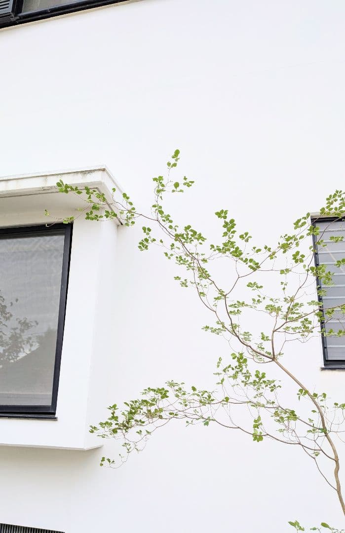 至極。山採りドウダンツツジ。