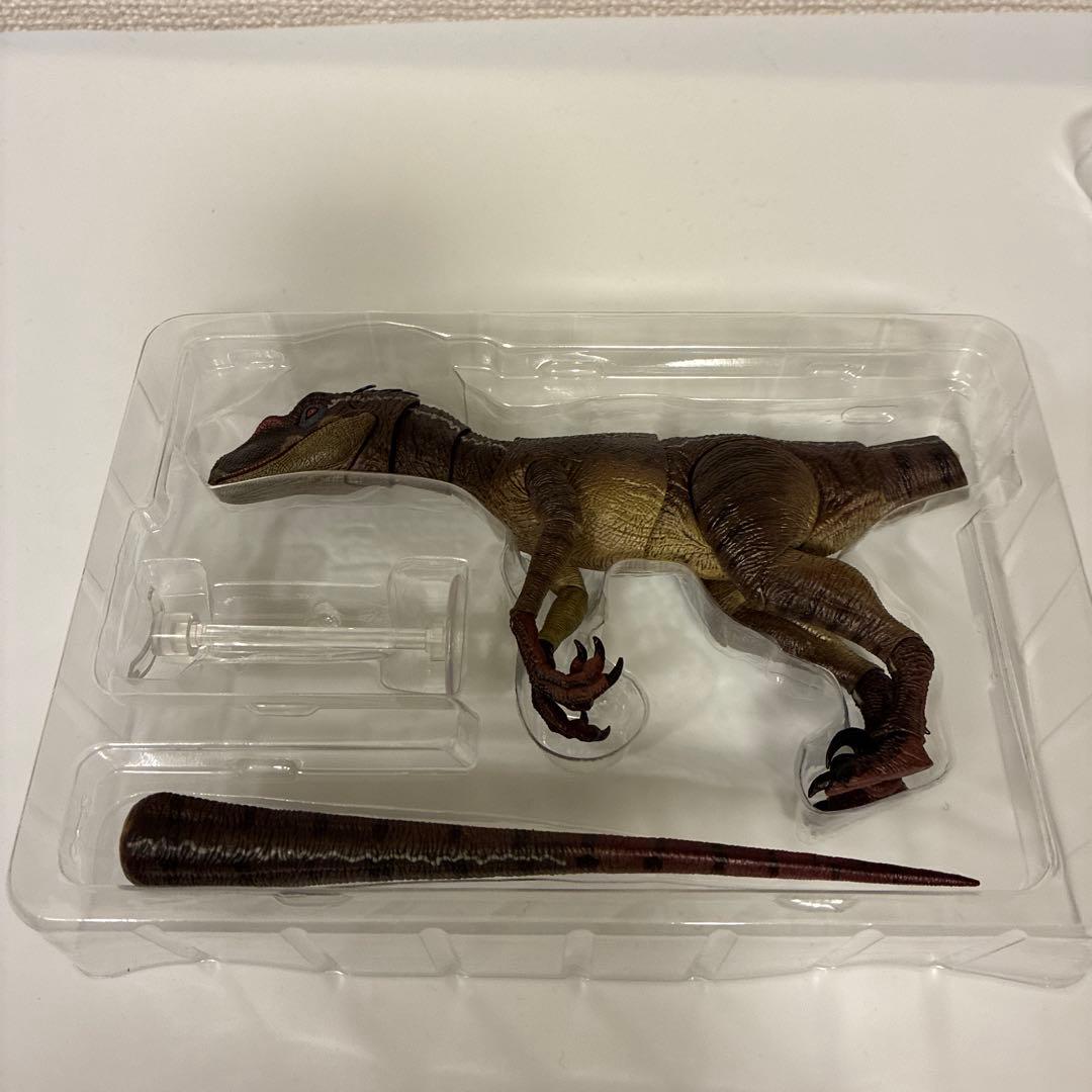 本心楠改　ヴェロキラプトル　雄　雌