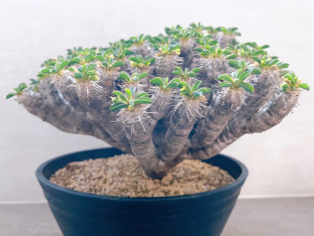 《期間限定販売❗️》『ユーフォルビア　ギラウミニアナ』現地球　発根済み極美大株