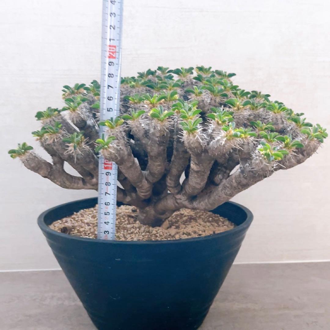 《期間限定販売❗️》『ユーフォルビア　ギラウミニアナ』現地球　発根済み極美大株