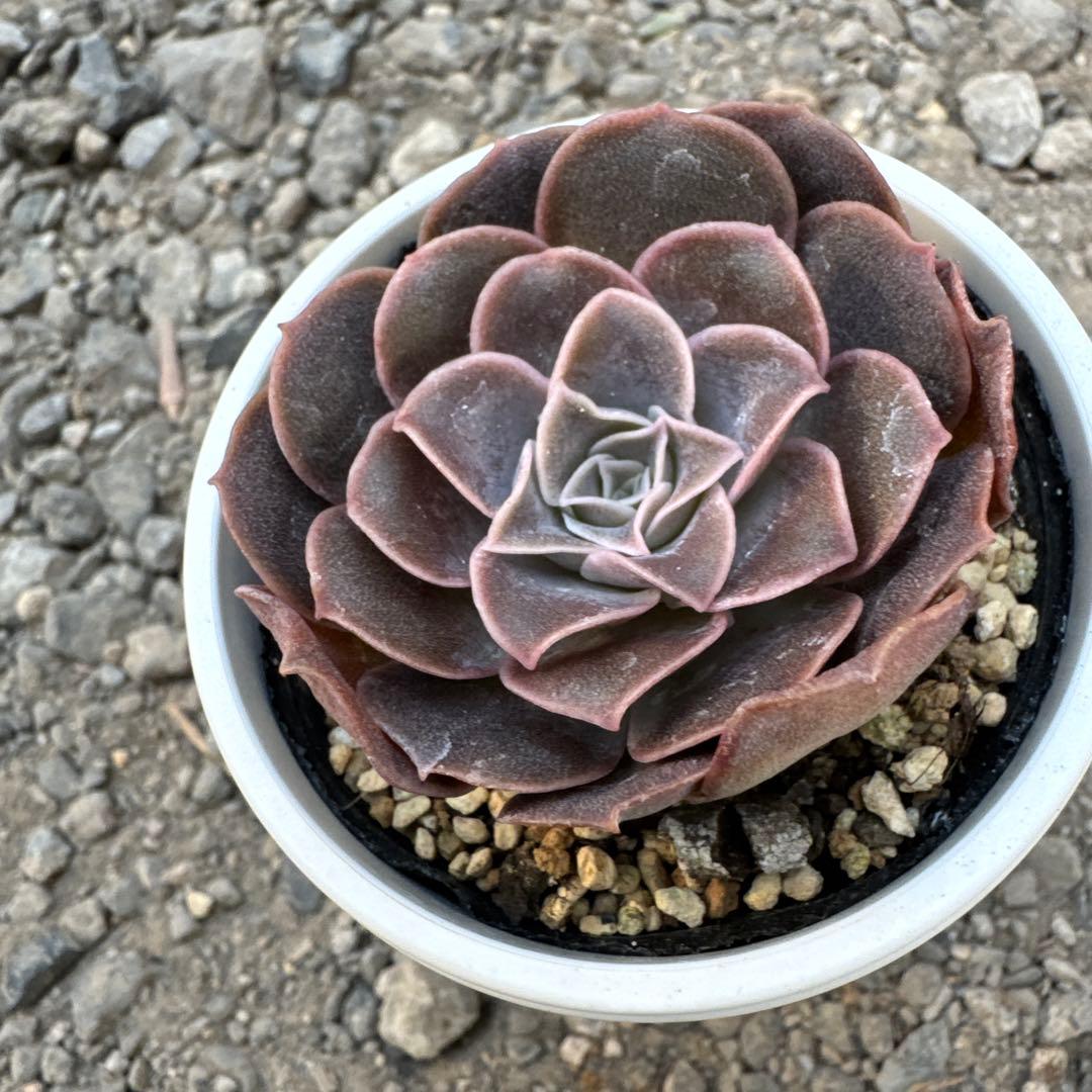 多肉植物 エリキュラミス