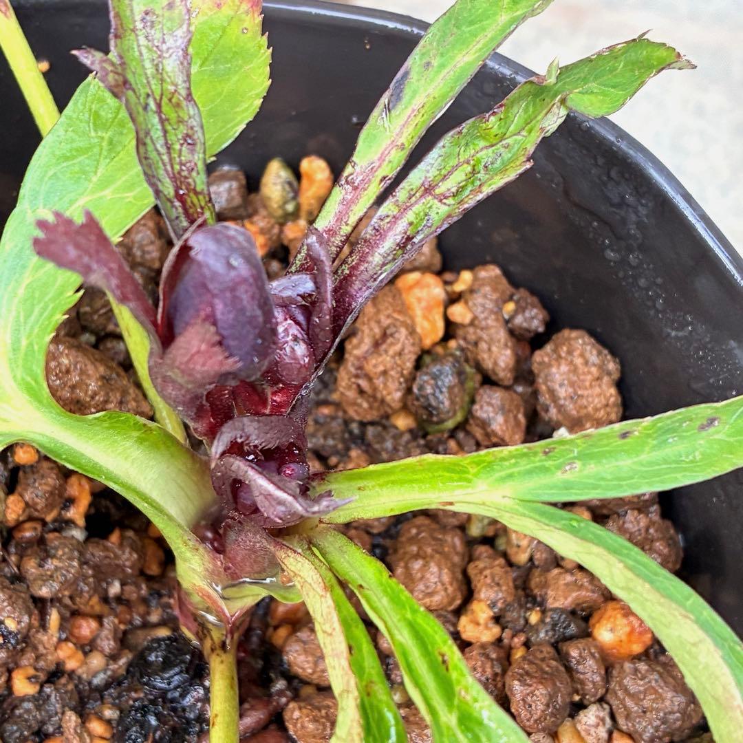 も*子様 ☘️ラスト2☘️蕾付き3341⭐️超小輪⭐️MIX顔【クレオパトラ＋彗