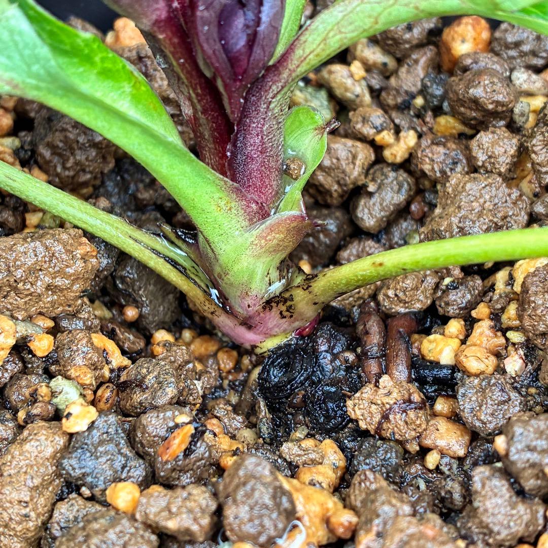 も*子様 ☘️ラスト2☘️蕾付き3341⭐️超小輪⭐️MIX顔【クレオパトラ＋彗