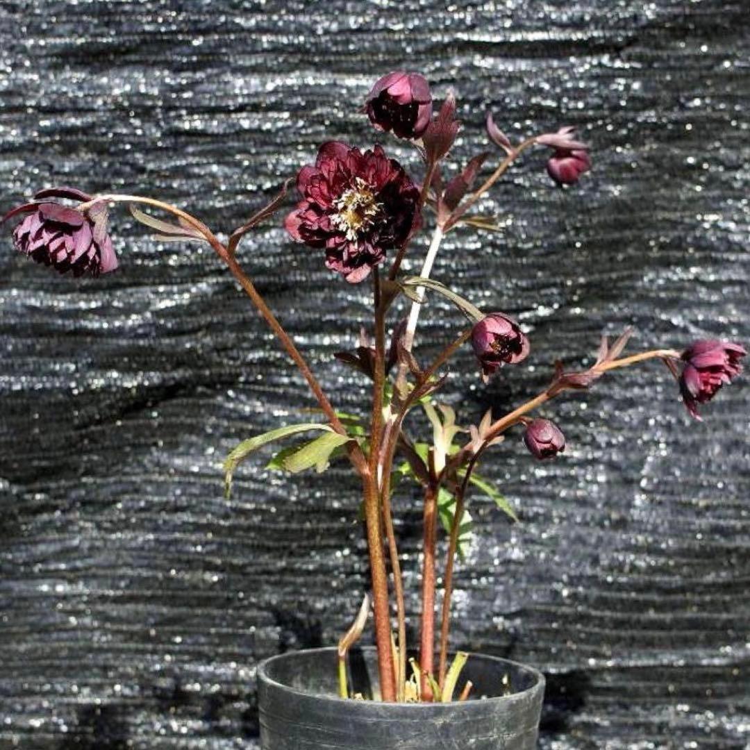 も*子様 ☘️ラスト2☘️蕾付き3341⭐️超小輪⭐️MIX顔【クレオパトラ＋彗