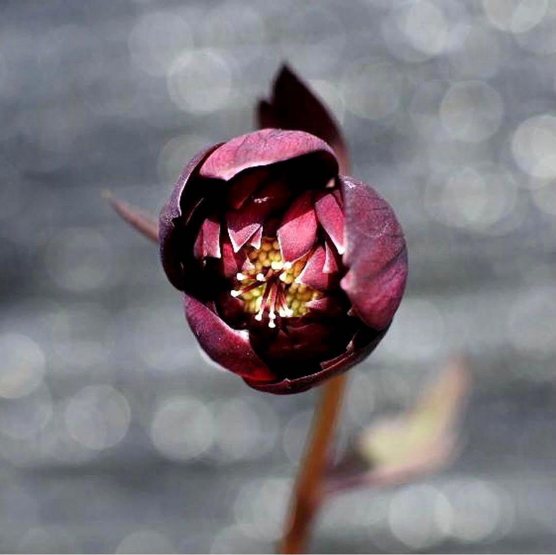 も*子様 ☘️ラスト2☘️蕾付き3341⭐️超小輪⭐️MIX顔【クレオパトラ＋彗