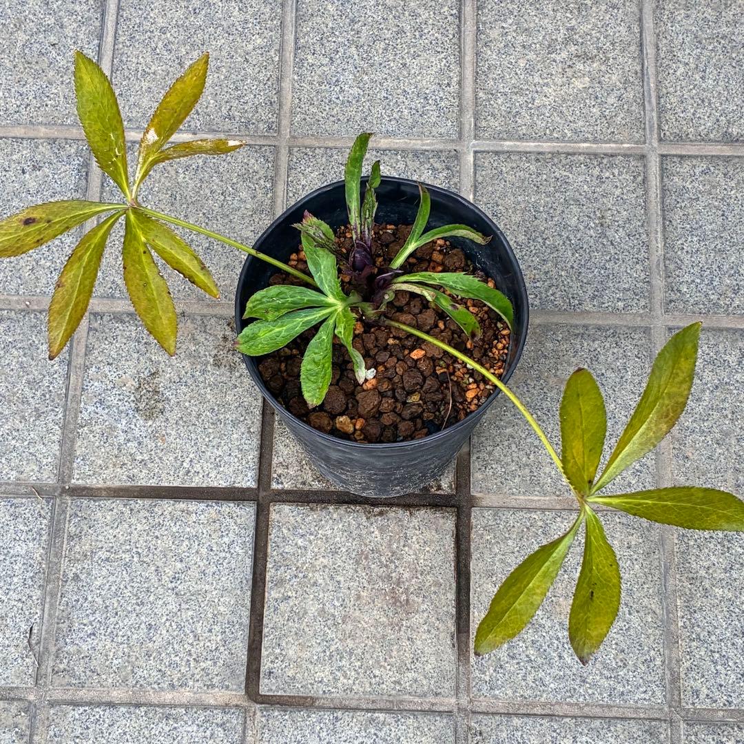 も*子様 ☘️ラスト2☘️蕾付き3341⭐️超小輪⭐️MIX顔【クレオパトラ＋彗