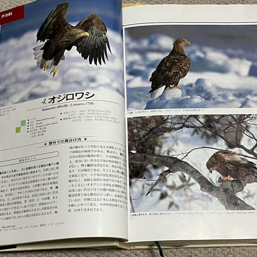 図鑑　日本のワシタカ類