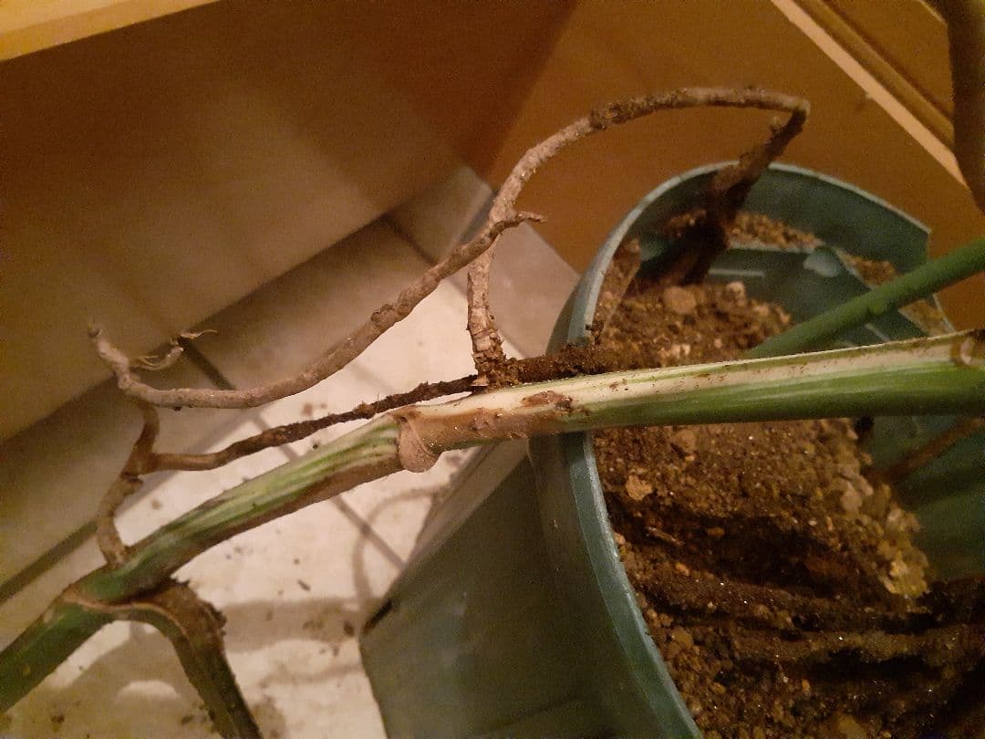 希少 特大株 ボルシギアナ　斑入り モンステラ　ハーフムーン　ホワイトタイガー