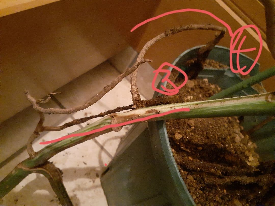 希少 特大株 ボルシギアナ　斑入り モンステラ　ハーフムーン　ホワイトタイガー