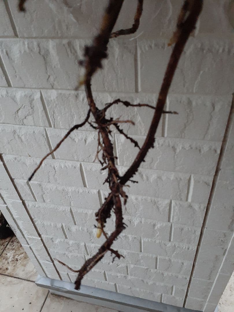 希少 特大株 ボルシギアナ　斑入り モンステラ　ハーフムーン　ホワイトタイガー