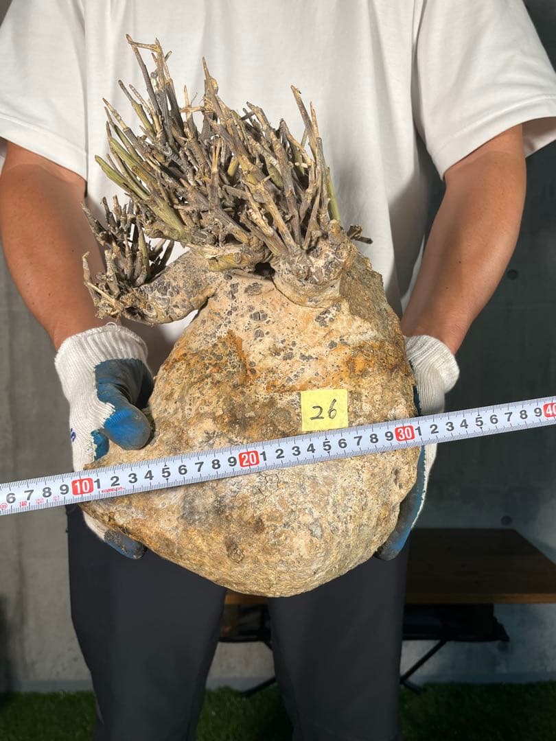 a*4様 26 激レア 超大株 アデニア ペチュエリー 現地球 鮮度抜群