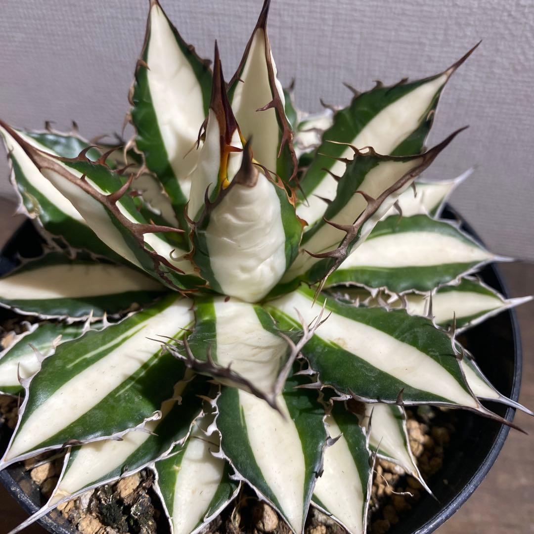 アガベ　ホリダ　白中斑　極上ラスト