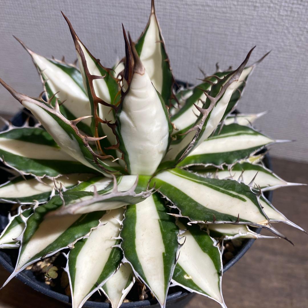 アガベ　ホリダ　白中斑　極上ラスト