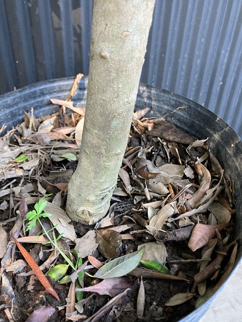 極太　オリーブの木　ルッカ