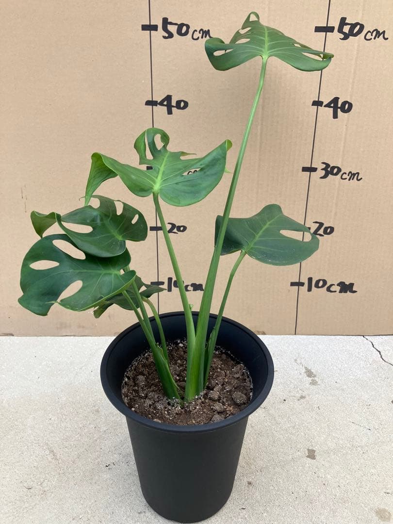 モンステラ　デリシオーサ実生株　切れ込み変異個体、斑入り個体2鉢セット