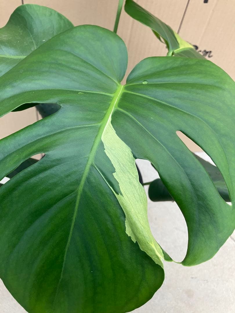 モンステラ　デリシオーサ実生株　切れ込み変異個体、斑入り個体2鉢セット