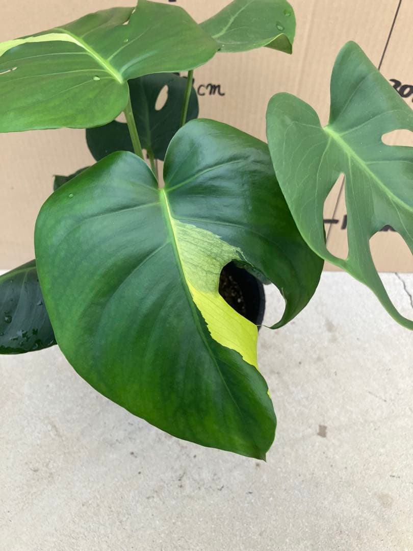 モンステラ　デリシオーサ実生株　切れ込み変異個体、斑入り個体2鉢セット