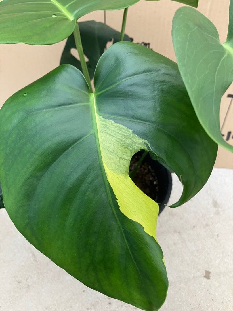 モンステラ　デリシオーサ実生株　切れ込み変異個体、斑入り個体2鉢セット