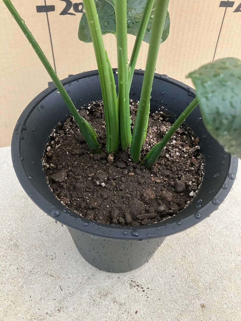 モンステラ　デリシオーサ実生株　切れ込み変異個体、斑入り個体2鉢セット