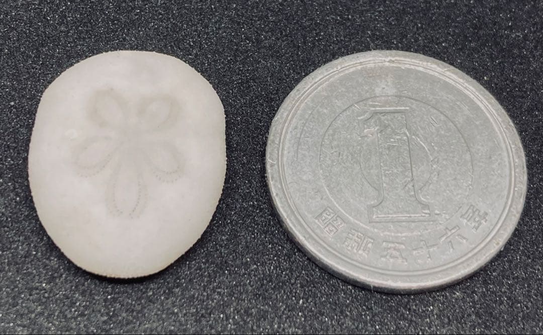 極小タコノマクラ 棘皮動物 ウニ カシパン たこのまくら - メルカリ