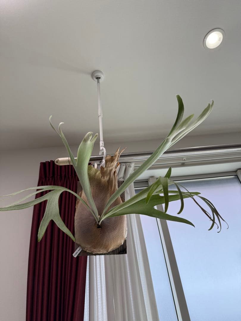 ビカクシダ White hawk （OC）直接引取り限定