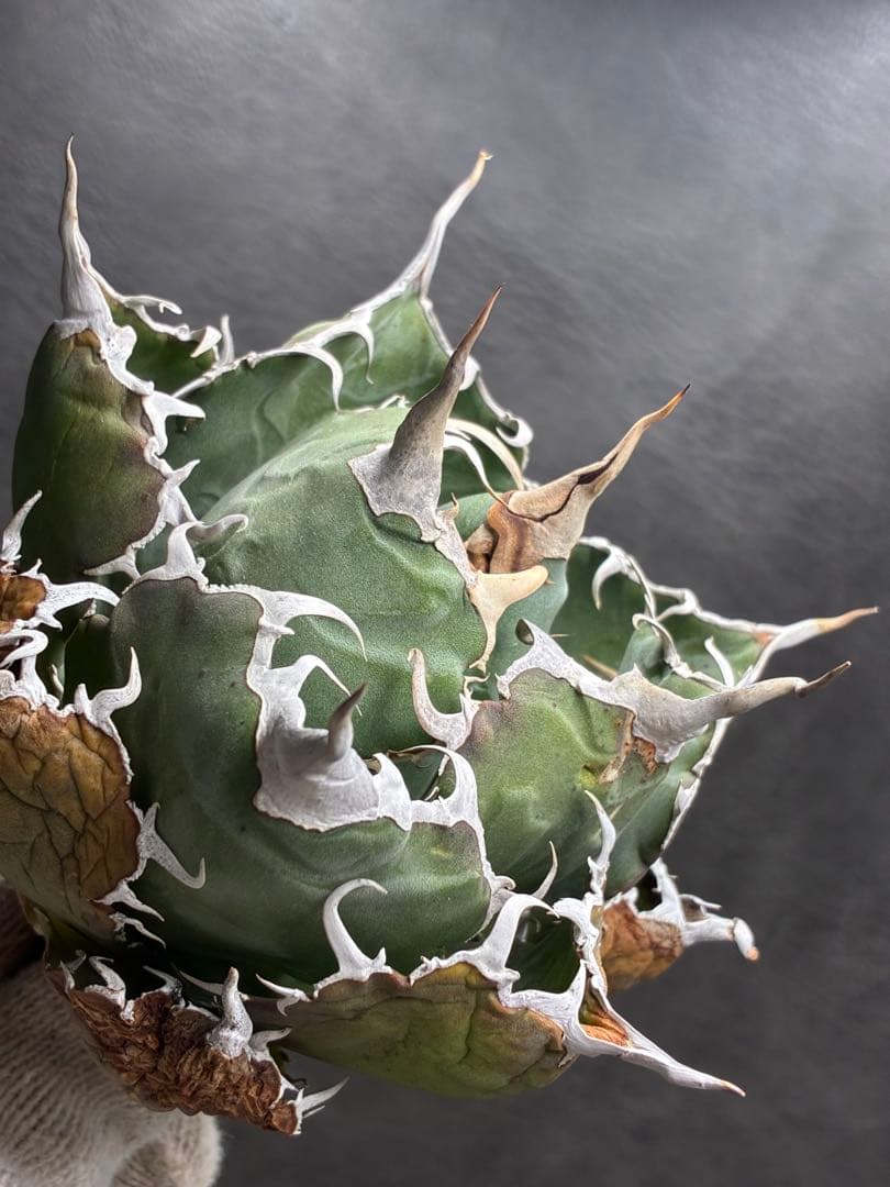 アガベ チタノタ 「 大株白鯨 」特選株 強棘 極上株 - メルカリ