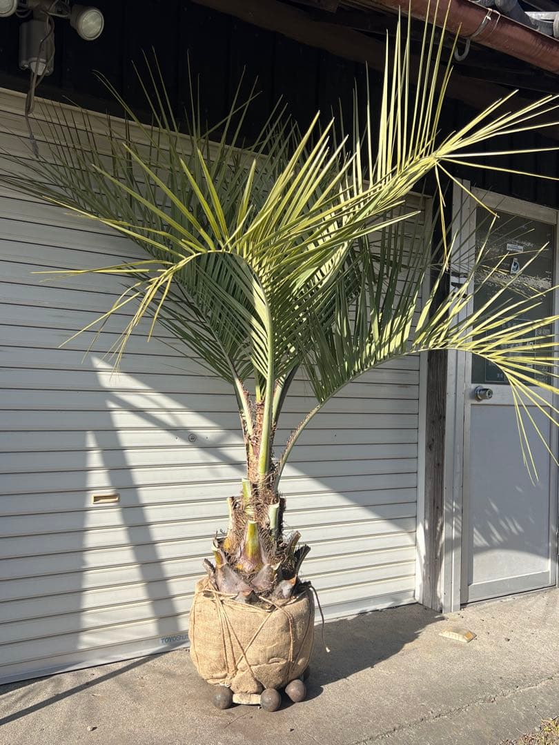 ココスヤシ　超耐寒性ヤシ　ドライガーデン　カルフォルニアスタイル　送料込み価格