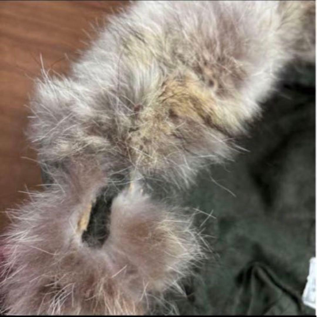 50s 米軍　実物　M51フード　M1951 PARKA コヨーテファ ⑤