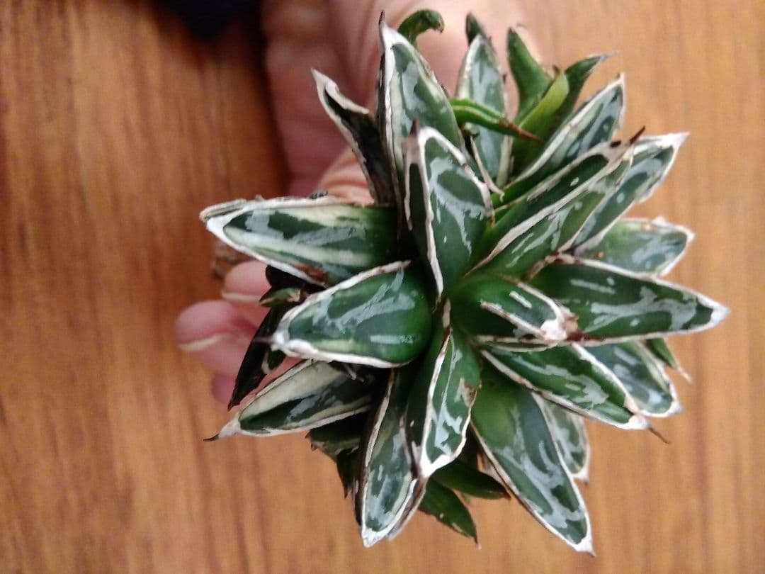 アガベ 姫笹の雪 白覆輪斑 親株＋子株6株つき❗ ③