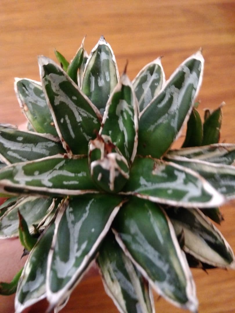 アガベ 姫笹の雪 白覆輪斑 親株＋子株6株つき❗ ③