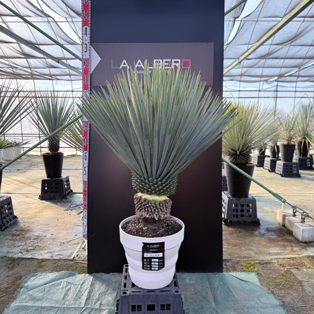 AL1164】ユッカ ロストラータ - メルカリ